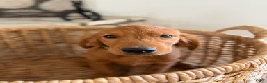 Golden Retriever 3