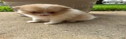 Pomeranian dogs for sale: Andy - Ad 19