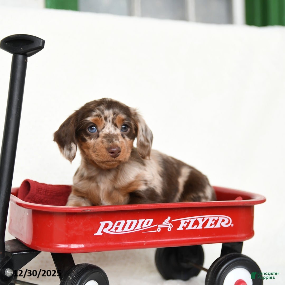 Miniature Dachshund dogs for sale: Cherub - Ad 3