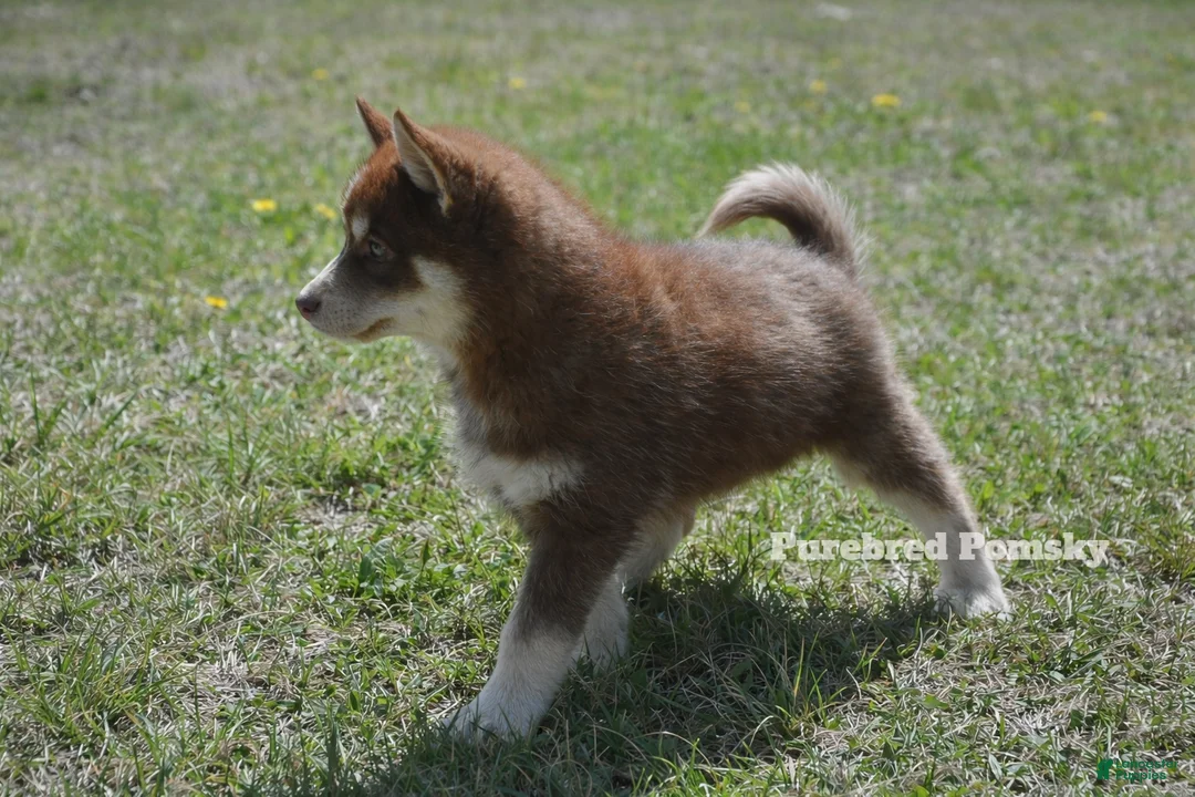 Pomsky dogs for sale: Coco Chocolate Pomsky - Ad 2
