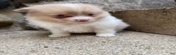 Pomeranian dogs for sale: Andy - Ad 25