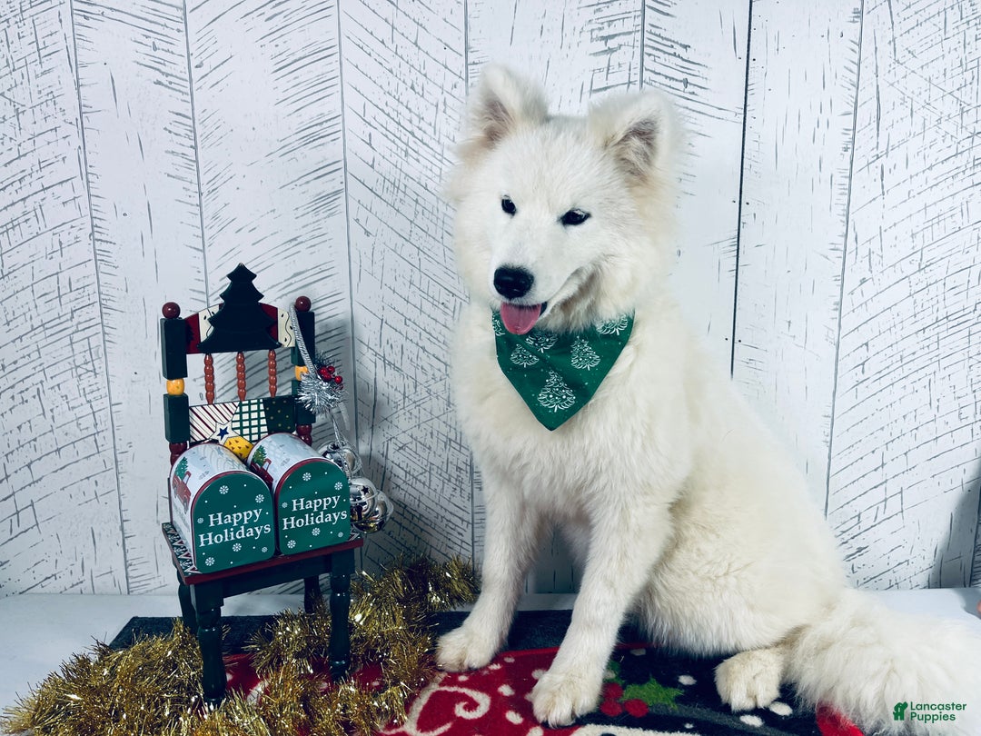 Samoyed dogs for sale: Bonnie - Ad 3