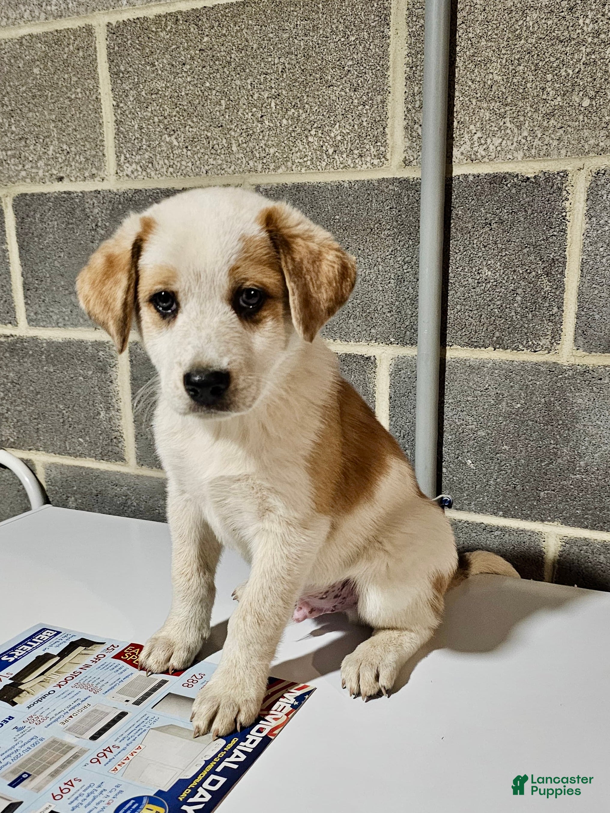 Mixed Breed dogs Harley - Ad 2