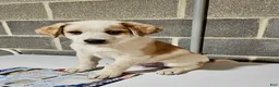 Mixed Breed dogs for sale: Harley - Ad 5