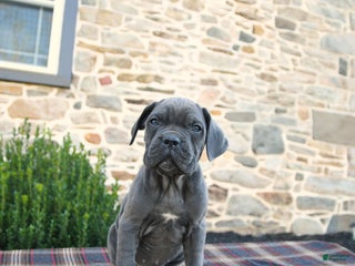 Cane Corso dogs Murphy Cropped Ears - Ad 19