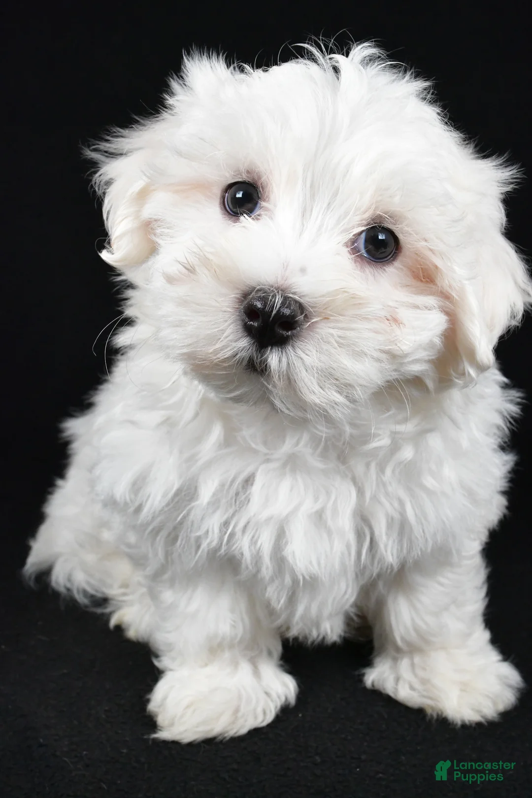 Maltese dogs for sale: Cody - Ad 2
