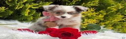 Toy Australian Shepherd dogs for sale: Tiny - Ad 11
