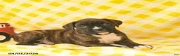 Boxer dogs for sale: Janelle  - Ad 3