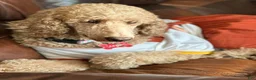 Standard Poodle dogs for sale: Lily (spayed) adult Standard Poodle - Ad 5