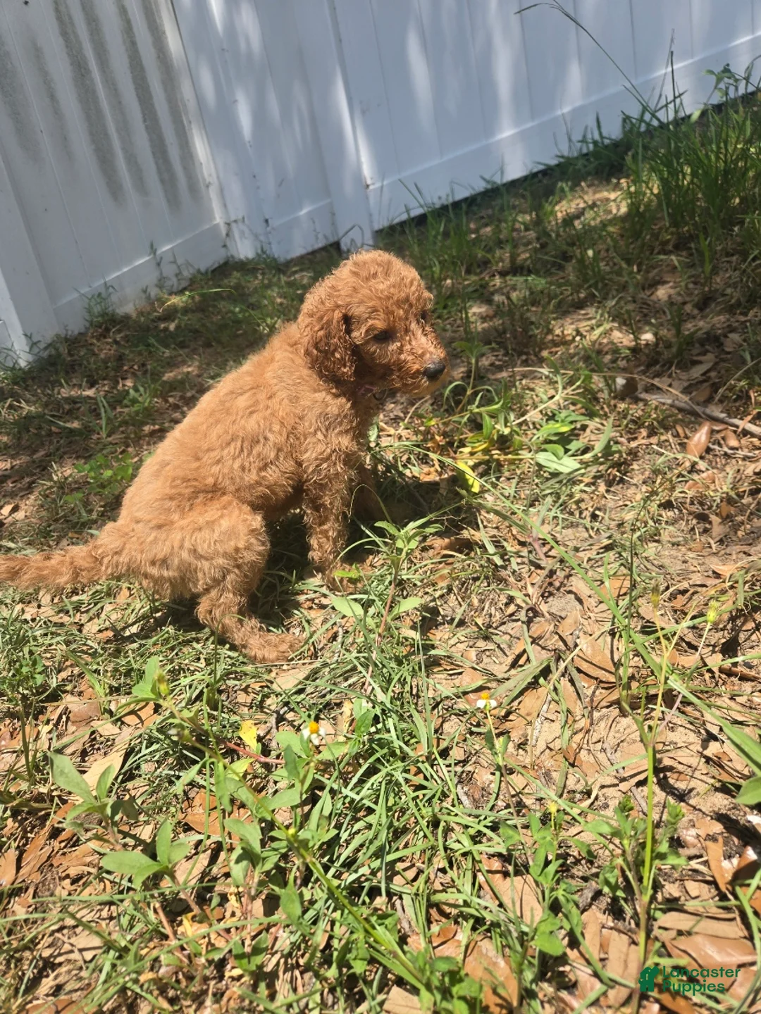 Goldendoodle dogs for sale: Rose - Ad 1