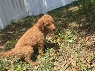 Goldendoodle dogs for sale: Rose - Ad 1