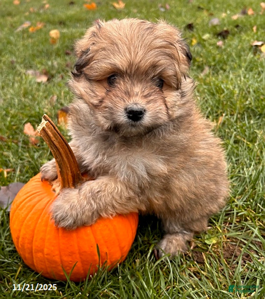 Pomapoo dogs for sale: Nora - Ad 3