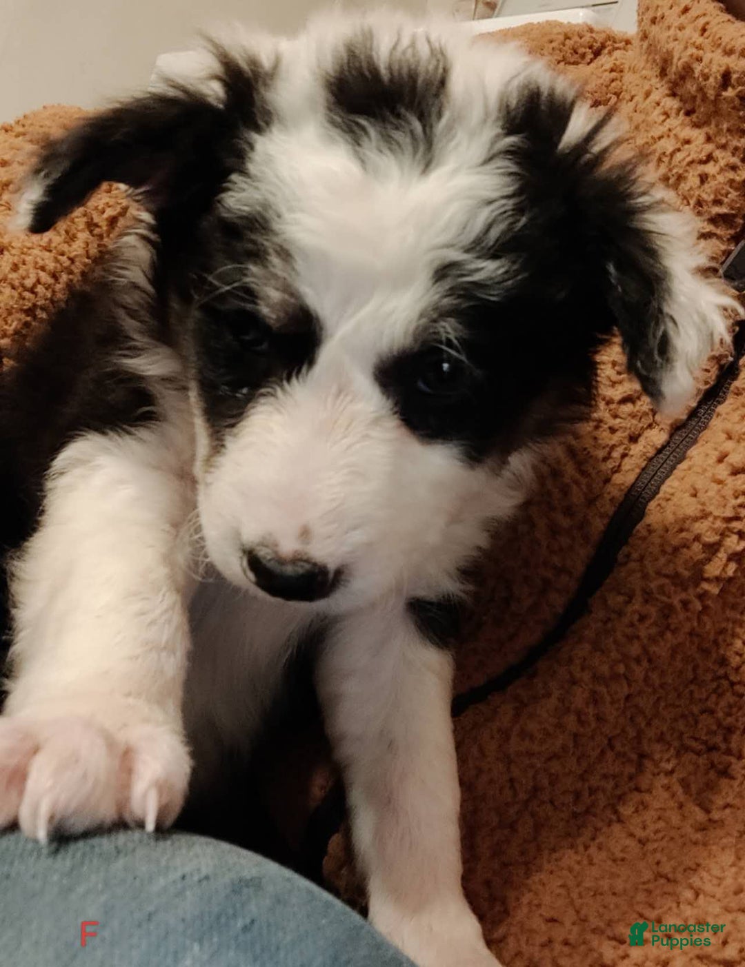 Border Collie dogs for sale: Border Collie Puppy 3 - Ad 3