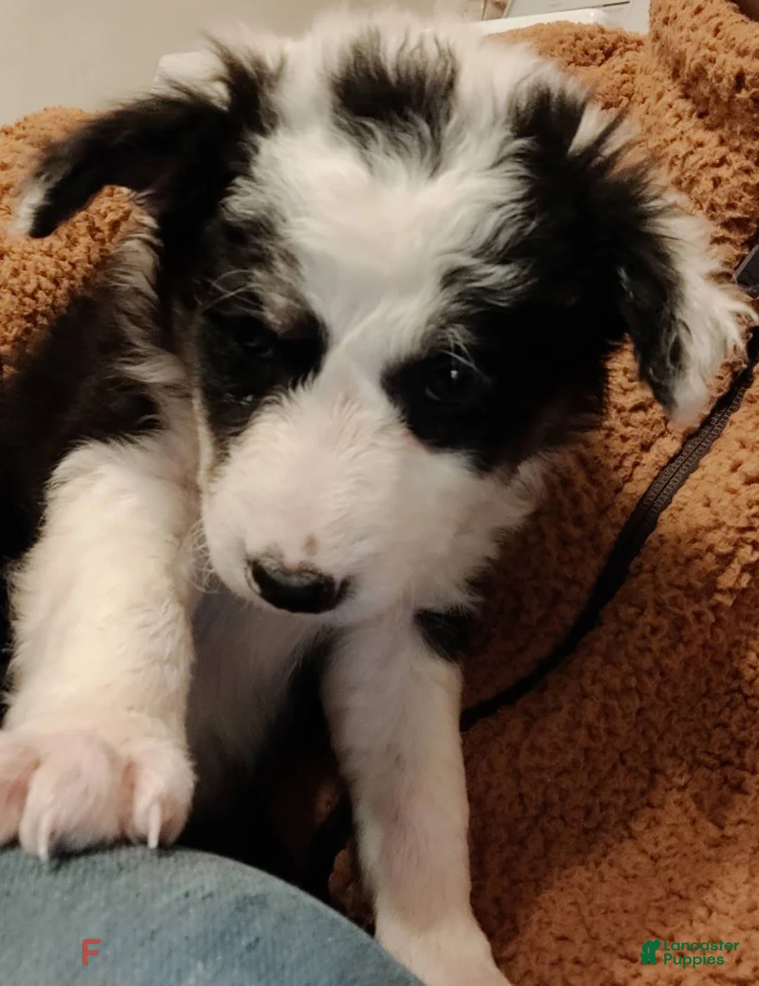 Border Collie dogs for sale: Border Collie Puppy 2 - Ad 3