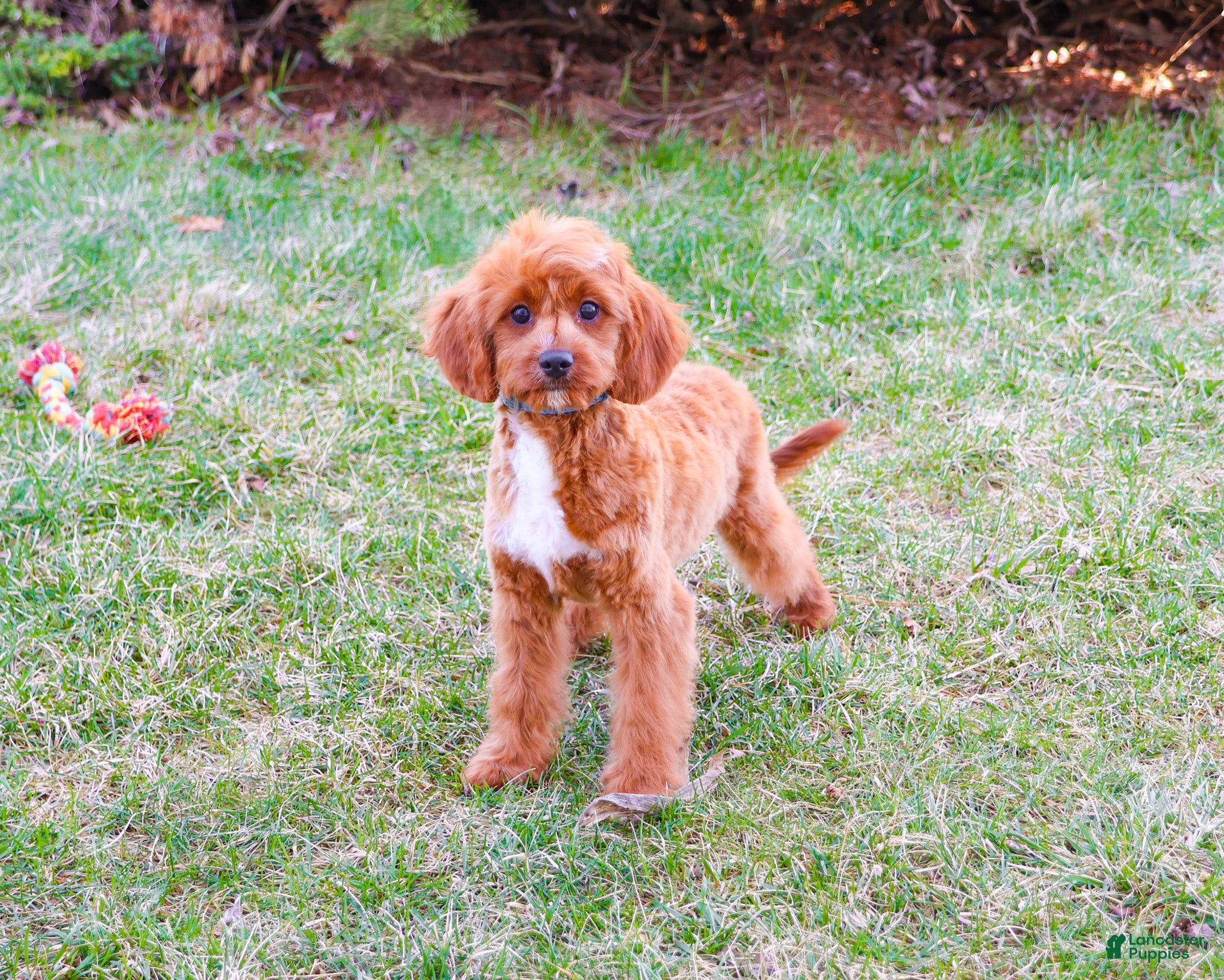 Cavapoo dogs Beau  - Ad 2