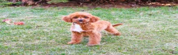 Cavapoo dogs for sale: Beau  - Ad 2