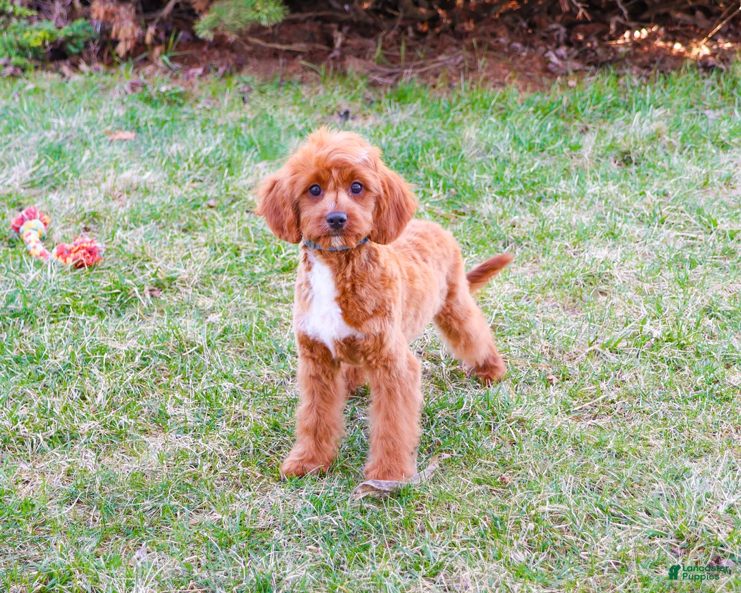 Cavapoo dogs for sale: Beau  - Ad 2