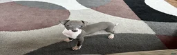 Italian Greyhound dogs for sale: Anna  - Ad 8