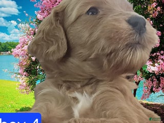 Goldendoodle dogs - Ad 24