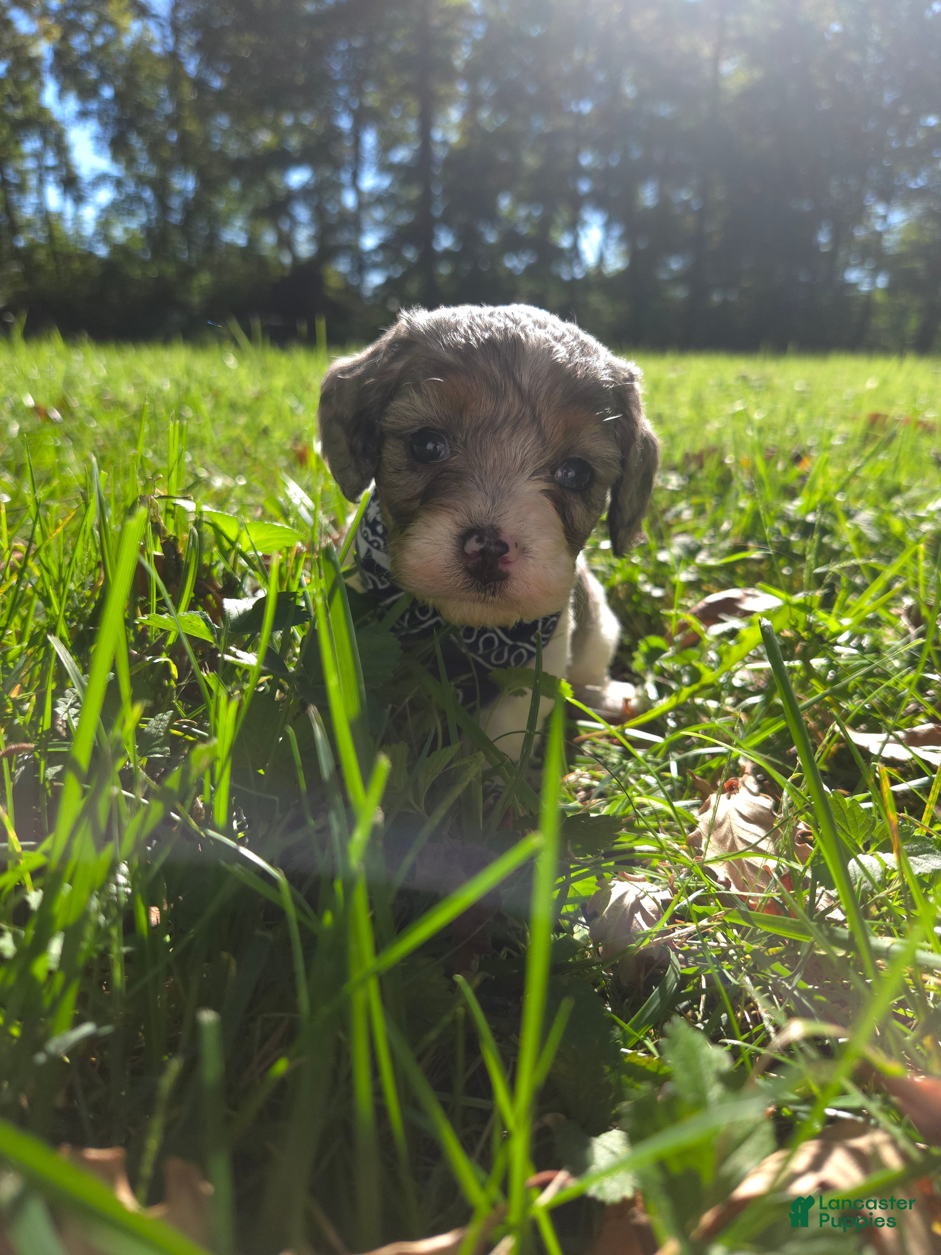 Cavapoo dogs Violet - Ad 1