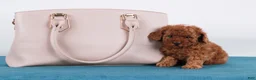 Toy Poodle dogs for sale: Caspian - Ad 15