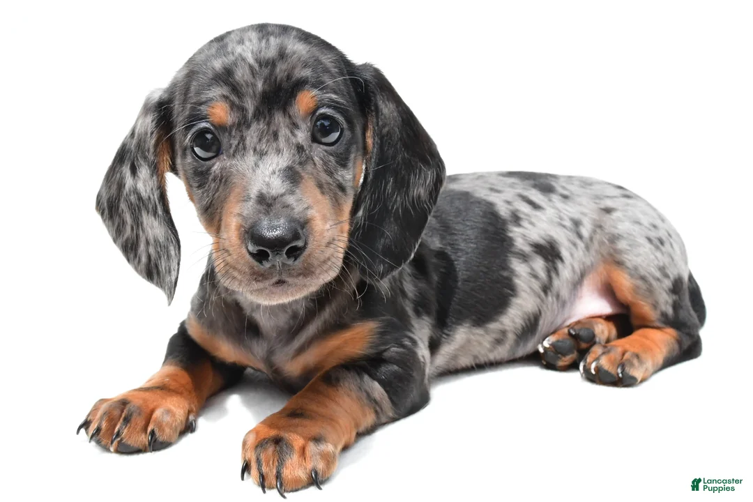 Miniature Dachshund dogs for sale: Kade  - Ad 1