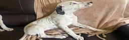 Mixed Breed dogs for sale: Miles - Ad 4