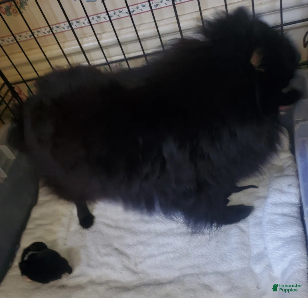 Pomeranian dogs for sale: Pomeranian Puppy 1 - Ad 4