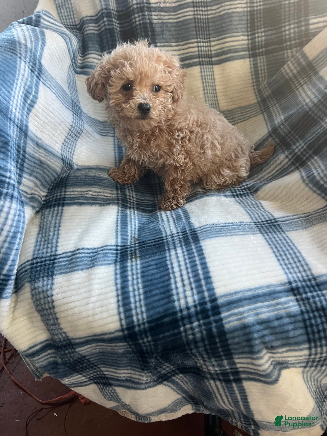 Shihpoo dogs for sale: Shihpoo Puppy 1 - Ad 12