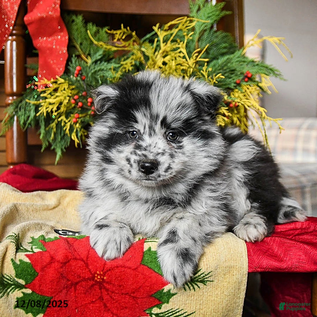 Pomsky dogs for sale: Moose - Ad 2
