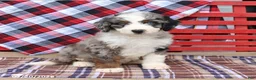 Mini Bernedoodle dogs for sale: Gizmo - Ad 5