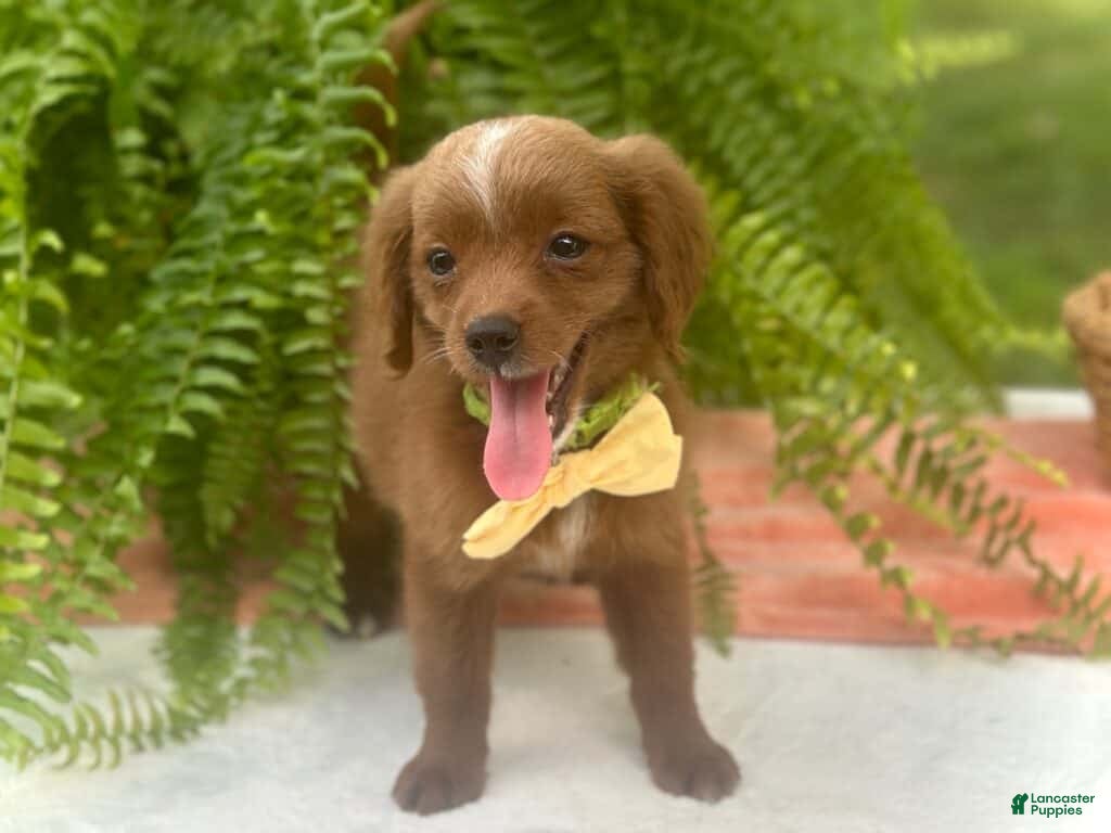 Mini Goldendoodle dogs Roxie - Ad 2