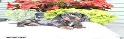 Miniature Dachshund dogs for sale: Oliver - Ad 1