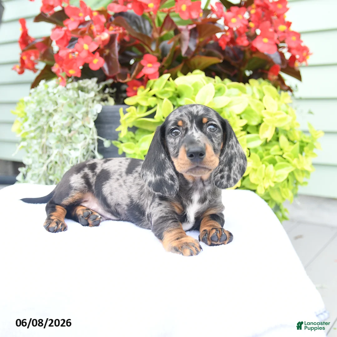Miniature Dachshund dogs for sale: Oliver - Ad 1