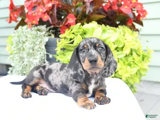 Miniature Dachshund dogs for sale: Oliver - Ad 3