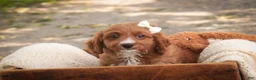 Cavapoo dogs for sale: Avery Cavapoo  - Ad 1