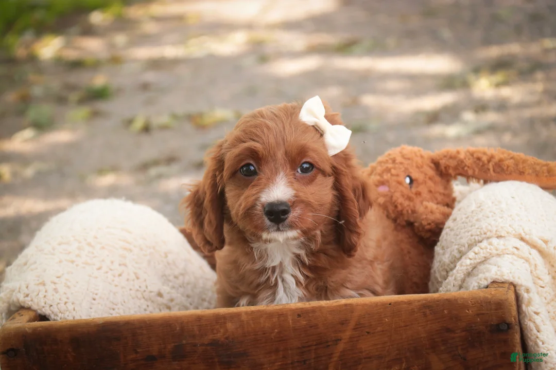 Cavapoo dogs for sale: Avery Cavapoo  - Ad 1