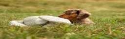 Miniature Dachshund dogs for sale: BUDDY - Ad 5