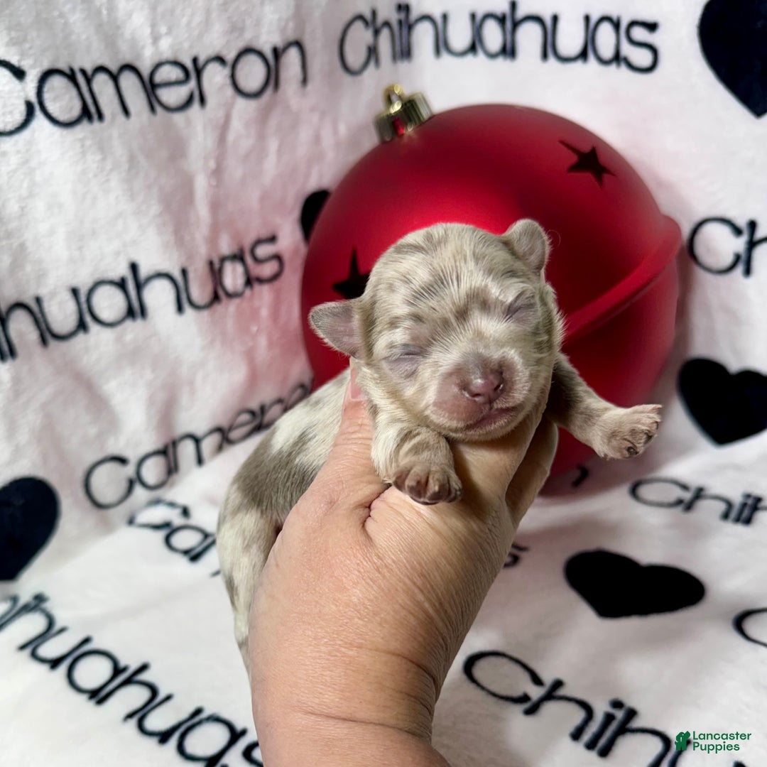 Chihuahua dogs for sale: Xavier Lavender Merle LC - Ad 2