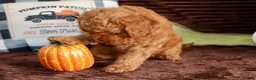 Mini Goldendoodle dogs for sale: Mini Goldendoodle 3 - Ad 3