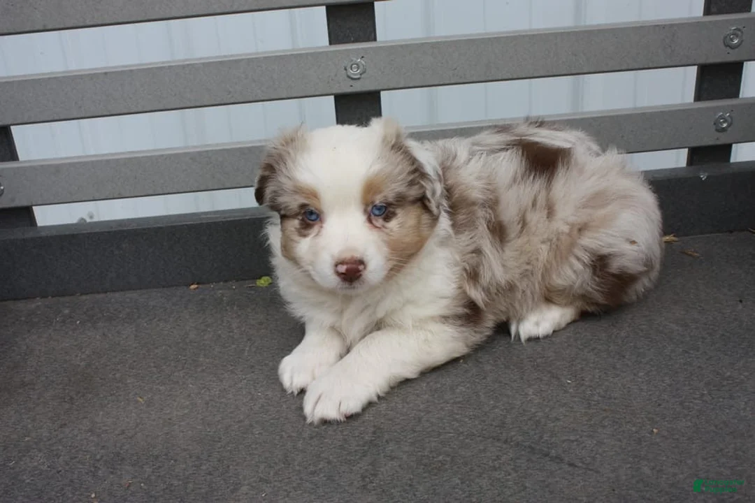 Gallery Image {{count}}