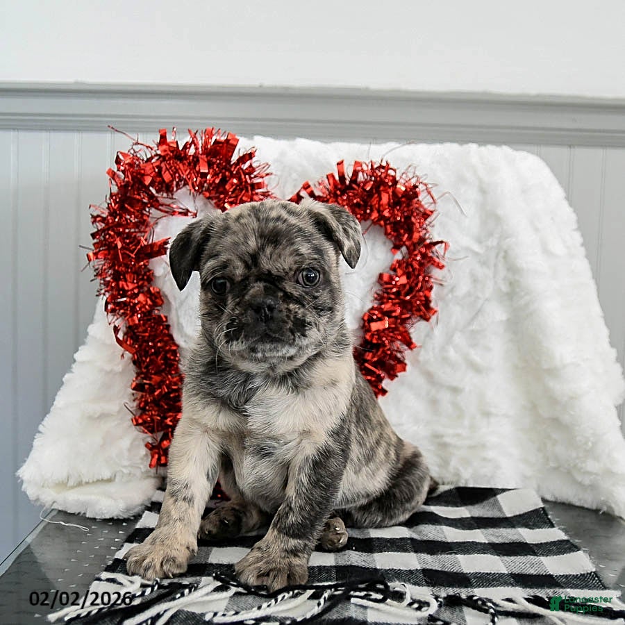 Pug dogs Oreo - Ad 24