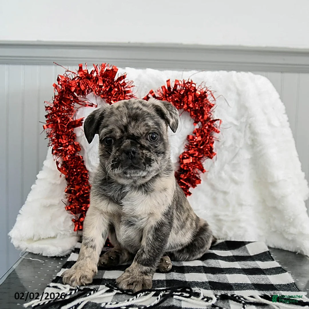 Pug dogs for sale: Oreo - Ad 1