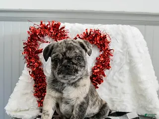 Pug dogs Oreo - Ad 37