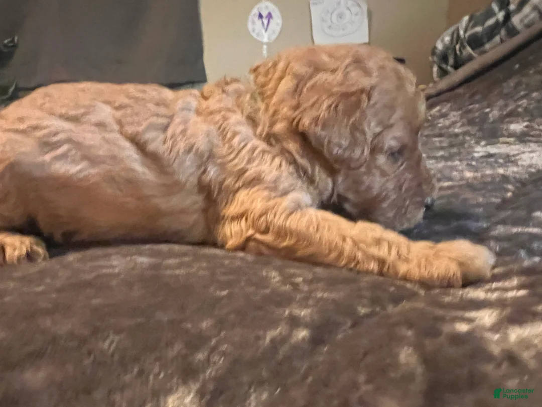 Cavapoo dogs for sale: Cavapoo 2 Green Collar - Ad 2