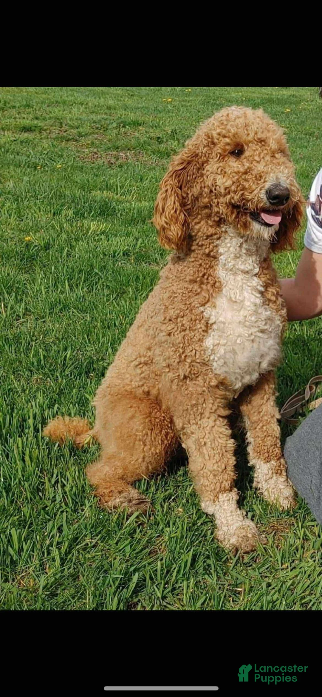 Irish Doodle dogs for sale: Orange Collar - “Jonesy” - Ad 6