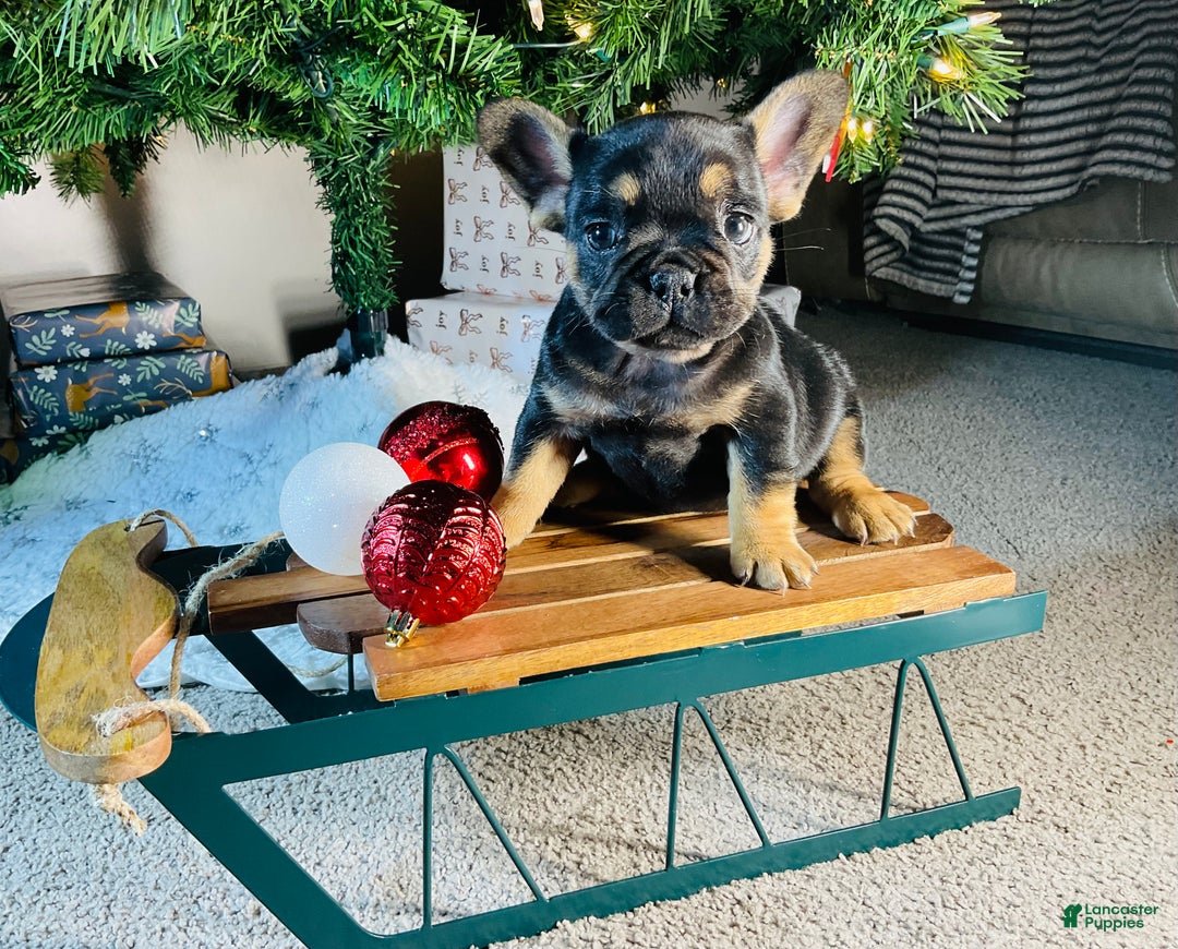 French Bulldog dogs for sale: Ellie - Ad 7