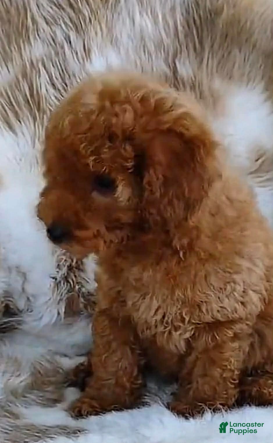 Toy Poodle dogs Zues - Ad 36