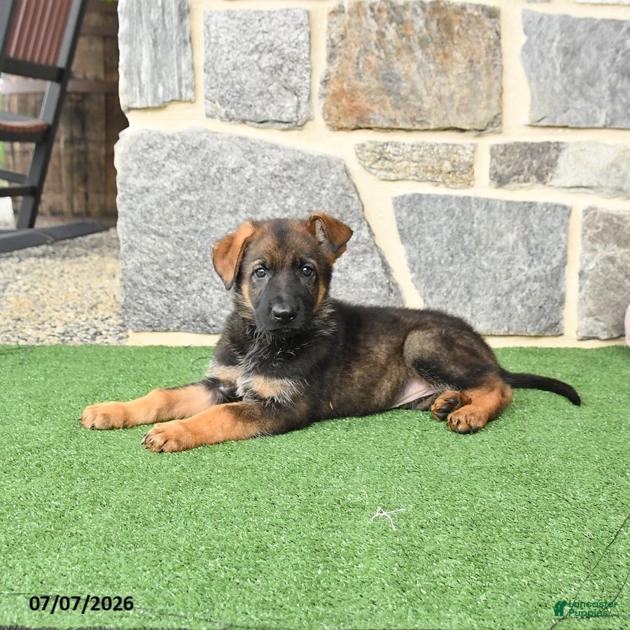 German Shepherd dogs Olivia - Ad 1