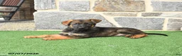 German Shepherd dogs for sale: Olivia - Ad 1